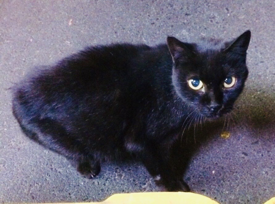 一つの時代が終わったと感じさせた黒猫の名前は おやねこ 株式会社寺西商店